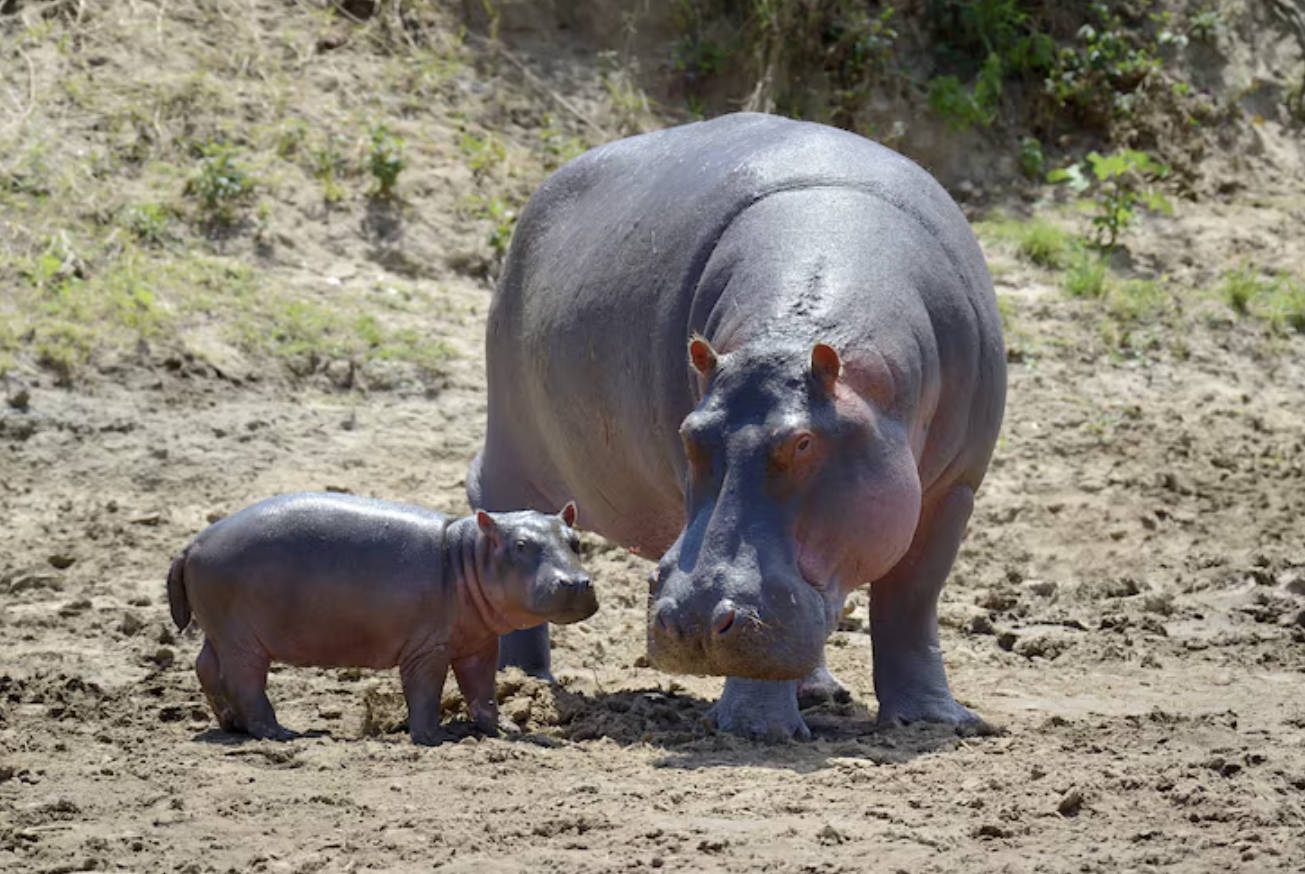 بېگېموت بېگېموت