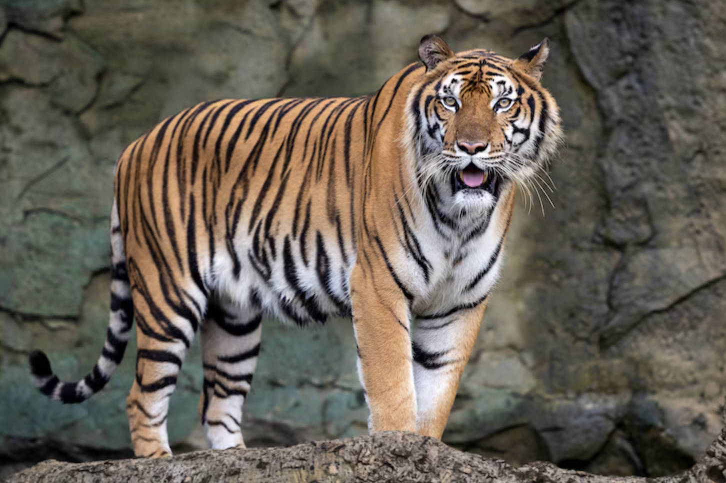 يولۋاس يولۋاس